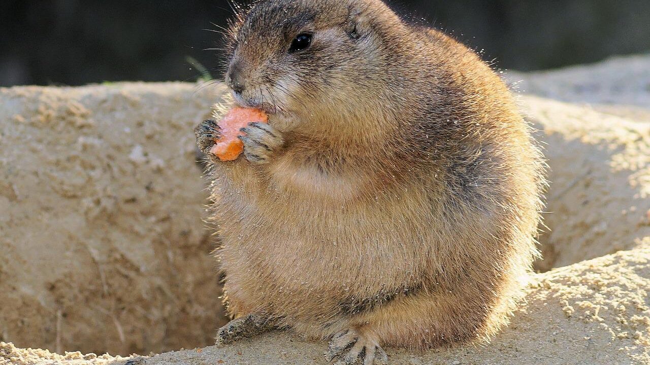 食べてるプレーリードッグ