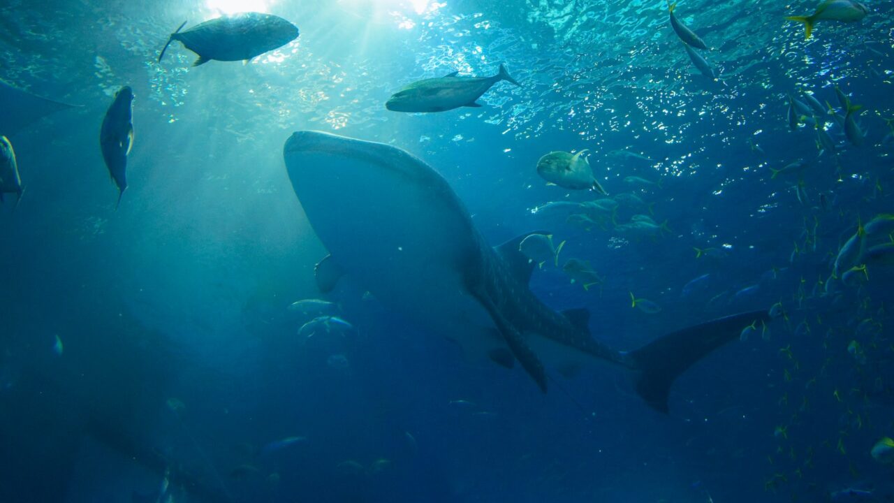 美ら海水族館