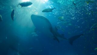 美ら海水族館